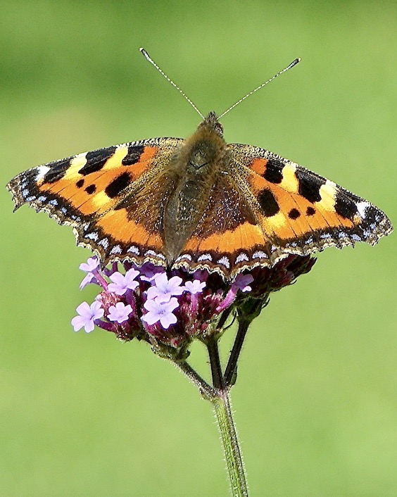small tortoiseshell